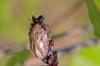 Eurygaster testudinaria